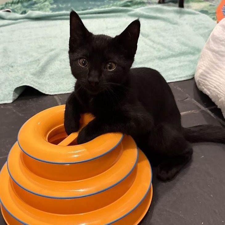 Crowbar, a ADOPTABLE Domestic Short Hair in Renton , WA image 2/4