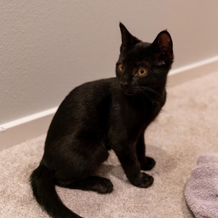 Crowbar, a ADOPTABLE Domestic Short Hair in Renton , WA image 3/4