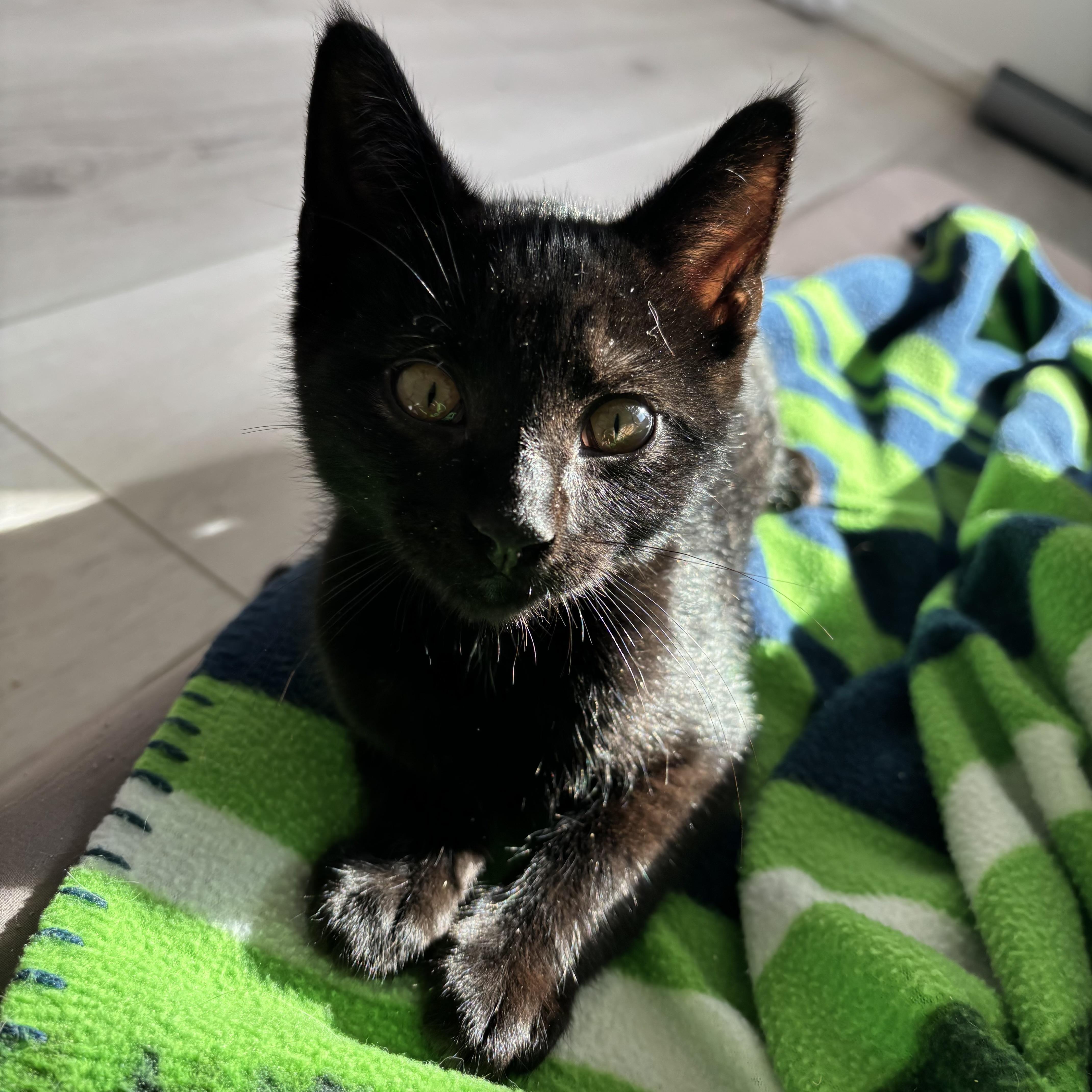 Crowbar, ADOPTABLE, Kitten Male Domestic Short Hair.