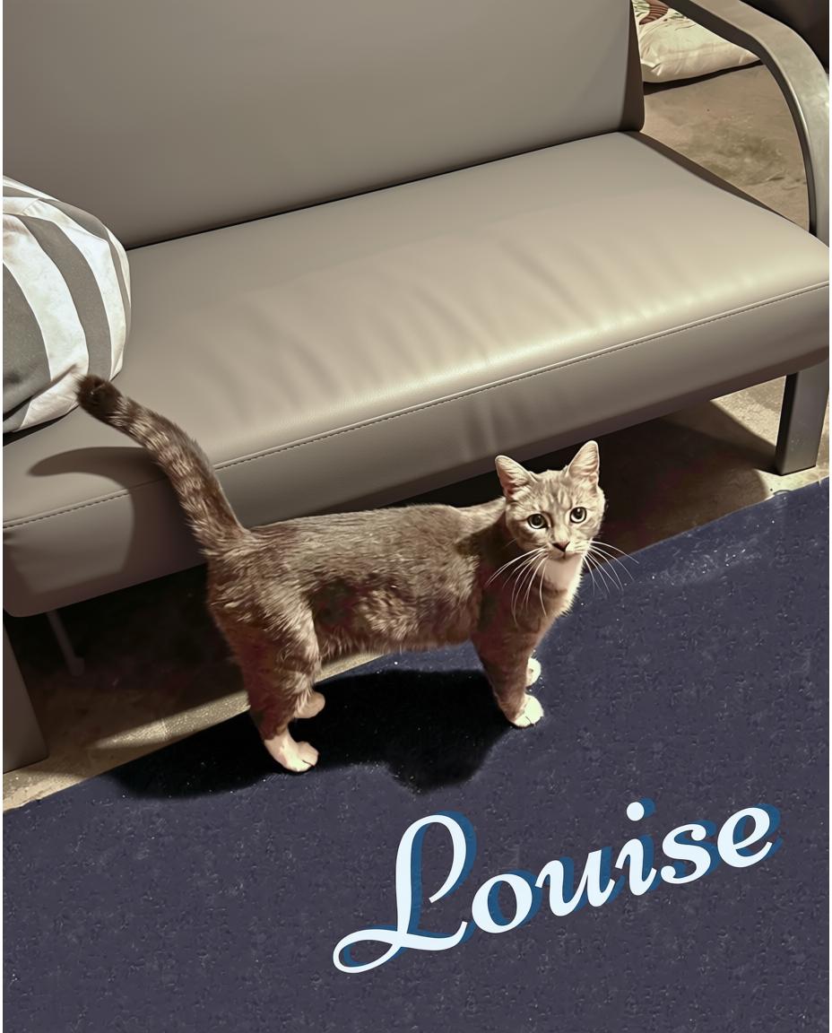 Louise, Adoptable, Adult Female Domestic Short Hair.