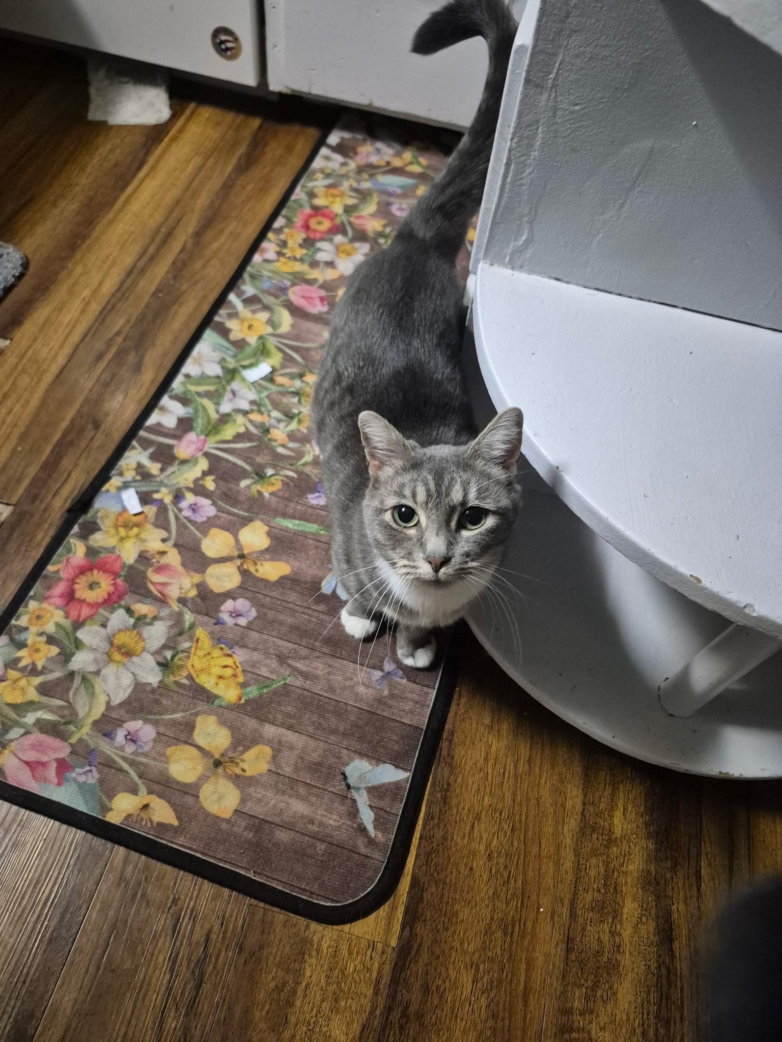 Enlarge Louise, a Adoptable Domestic Short Hair in Twin Falls, ID image 2/4