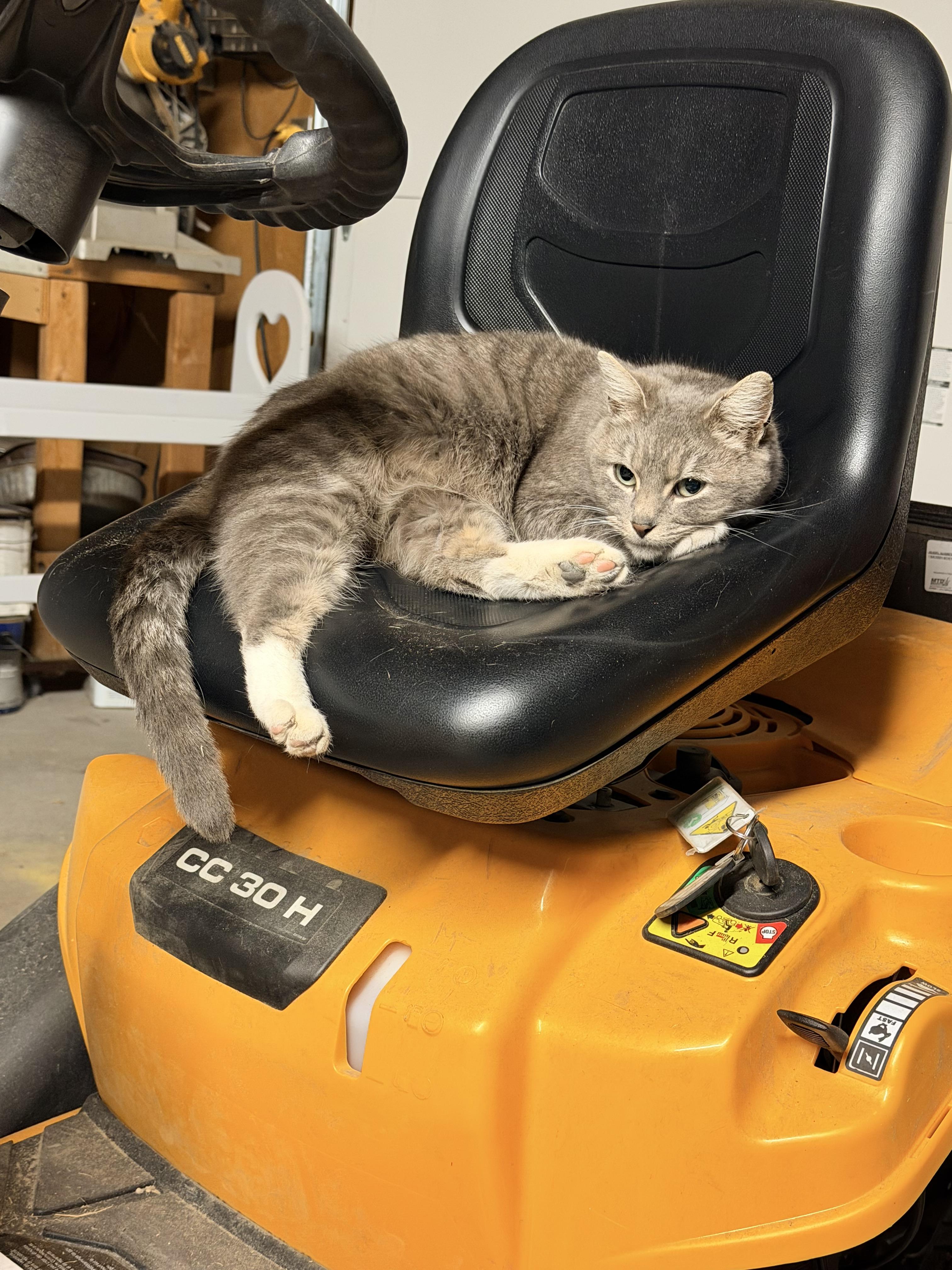 Enlarge Louise, a Adoptable Domestic Short Hair in Twin Falls, ID image 2/2
