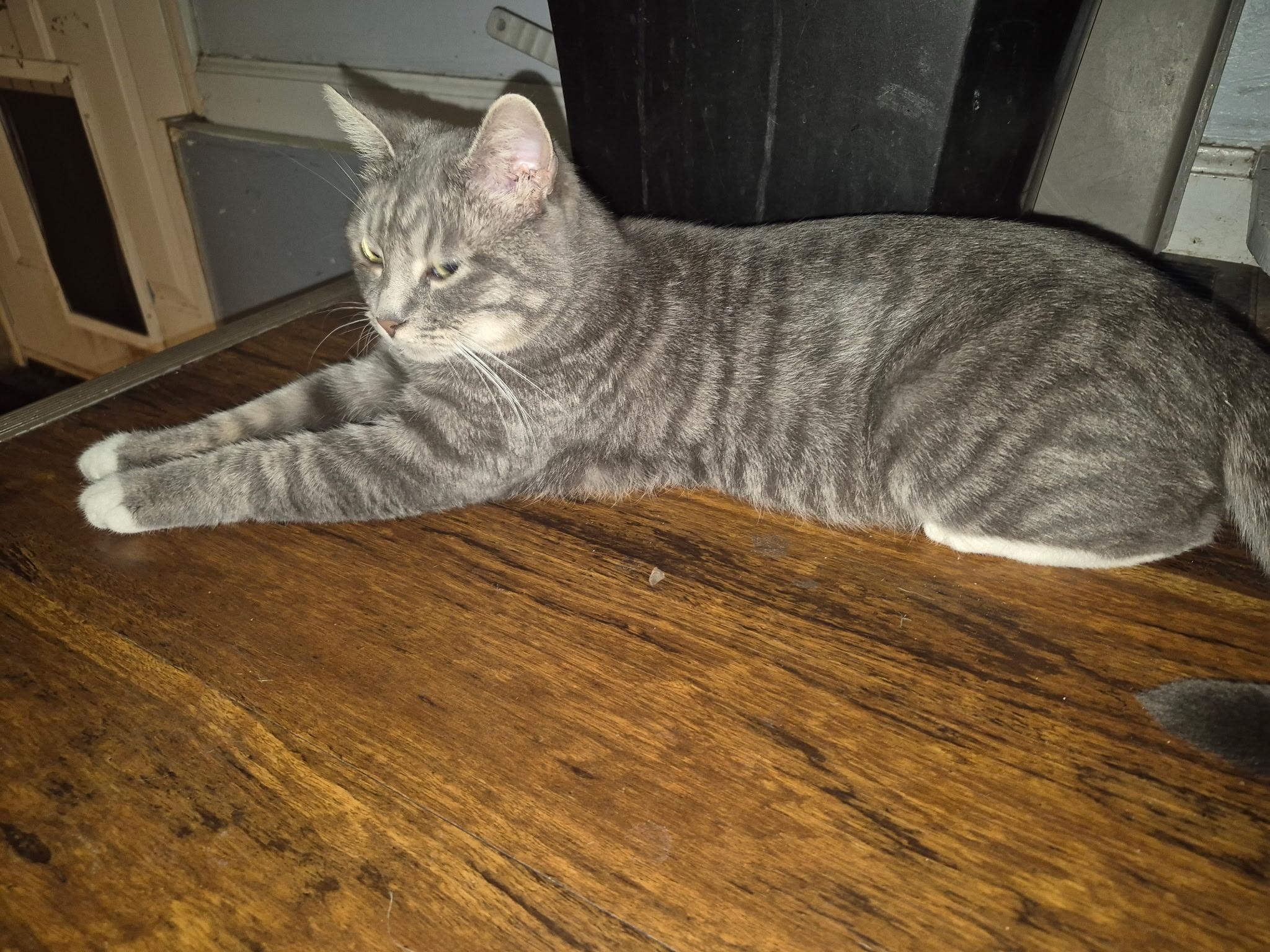 Enlarge Louise, a Adoptable Domestic Short Hair in Twin Falls, ID image 4/4