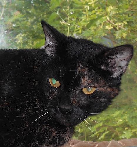 Manzanita, aka Chili, ADOPTABLE, Senior Female Tortoiseshell & Domestic Short Hair.