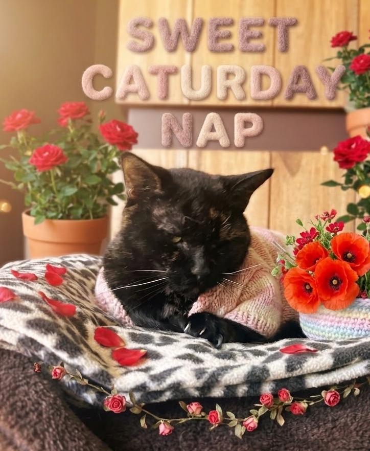 Manzanita, aka Chili (or foster me), Adoptable, Senior Female Tortoiseshell & Domestic Short Hair.