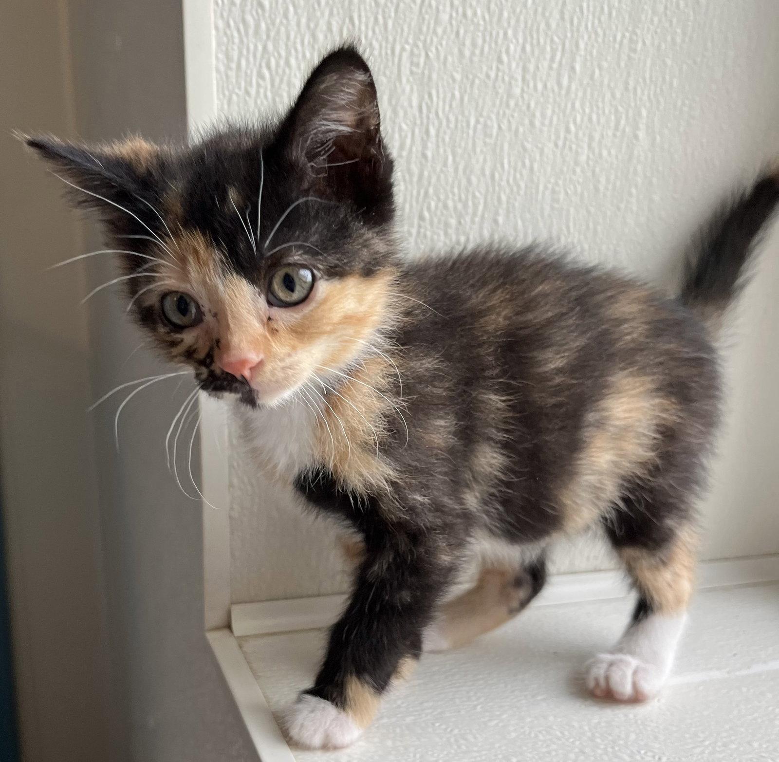Peanut (Medical Hold), Adoptable, Young Female Domestic Short Hair.