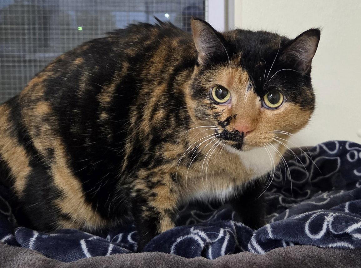 Enlarge Peanut (Medical Hold), a Adoptable Domestic Short Hair in Williamsburg, IA image 2/2