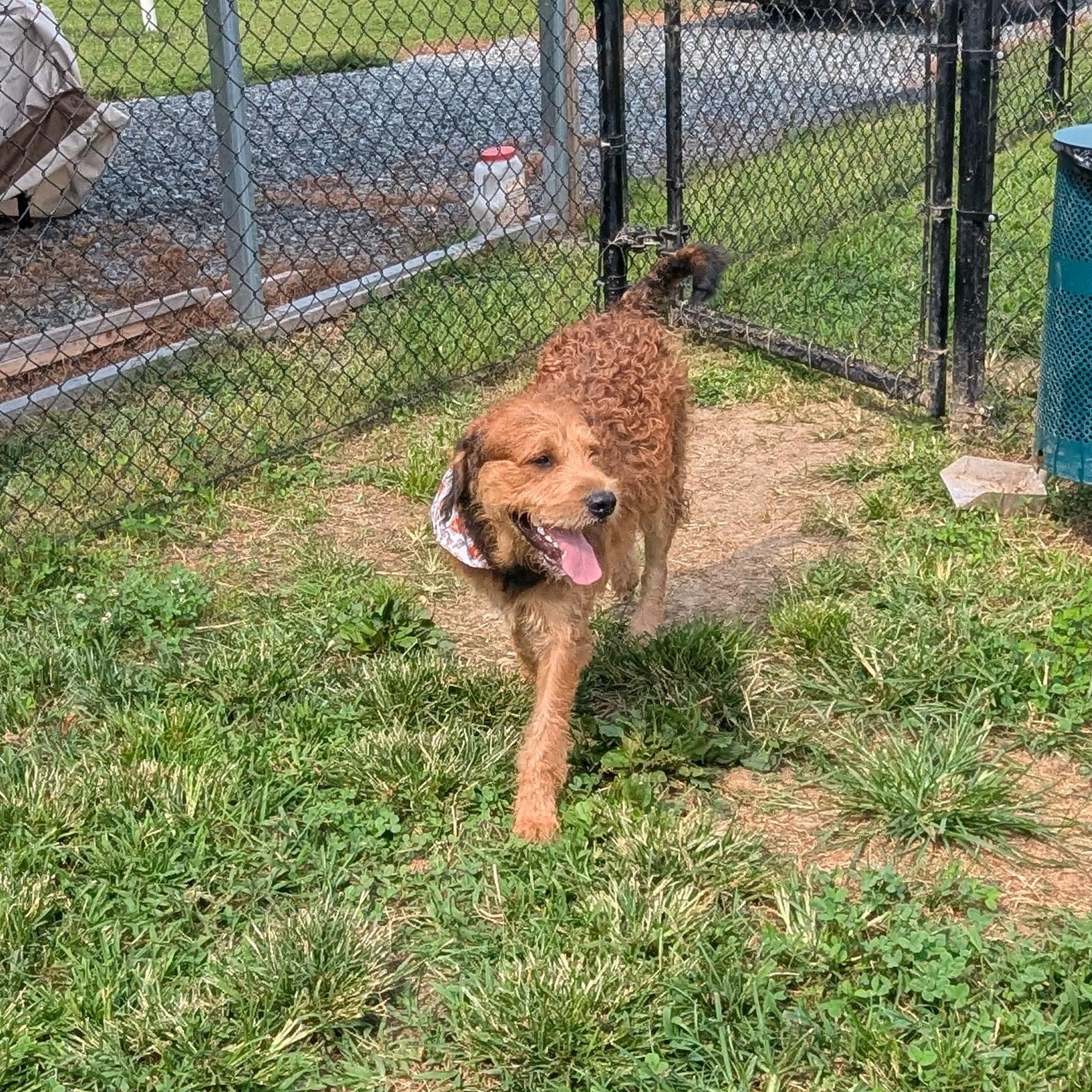 Enlarge Toffee, a ADOPTABLE Welsh Terrier in Stafford, VA image 3/6