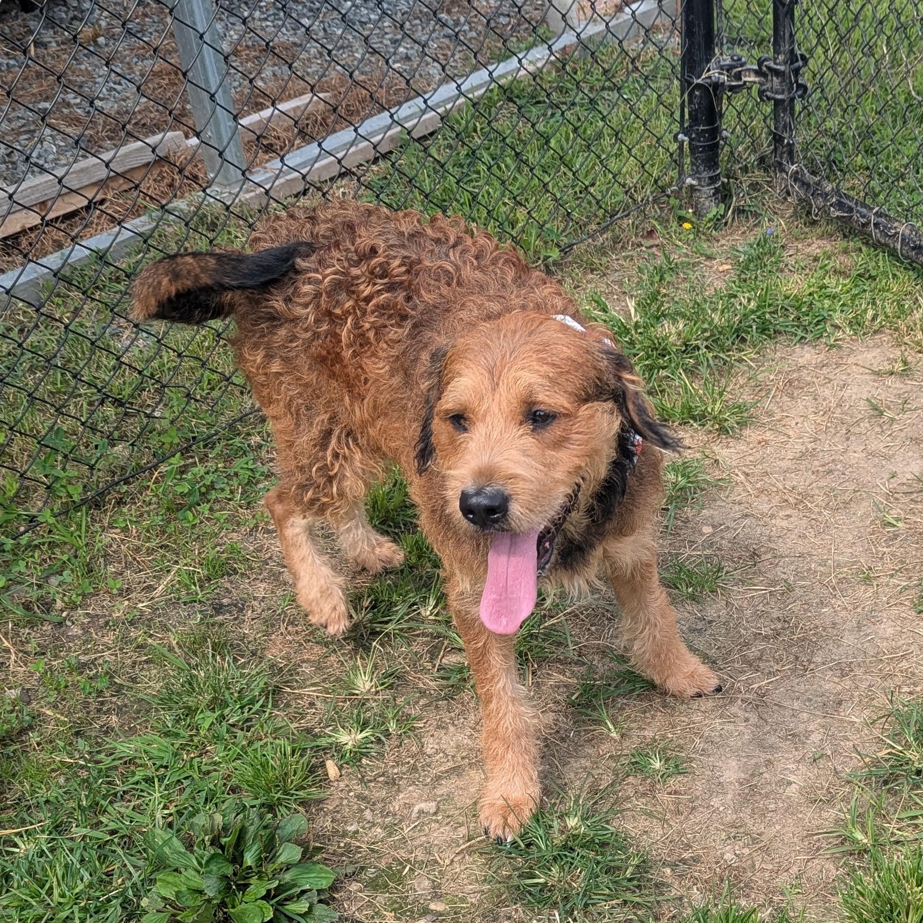 Toffee, ADOPTABLE, Young Male Welsh Terrier.