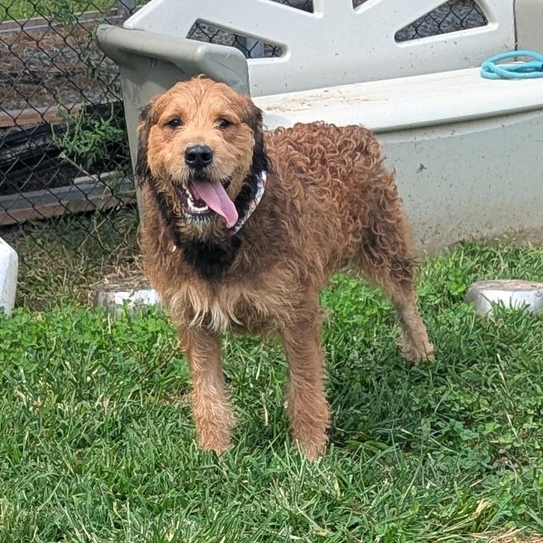 Enlarge Toffee, a ADOPTABLE Welsh Terrier in Stafford, VA image 5/6