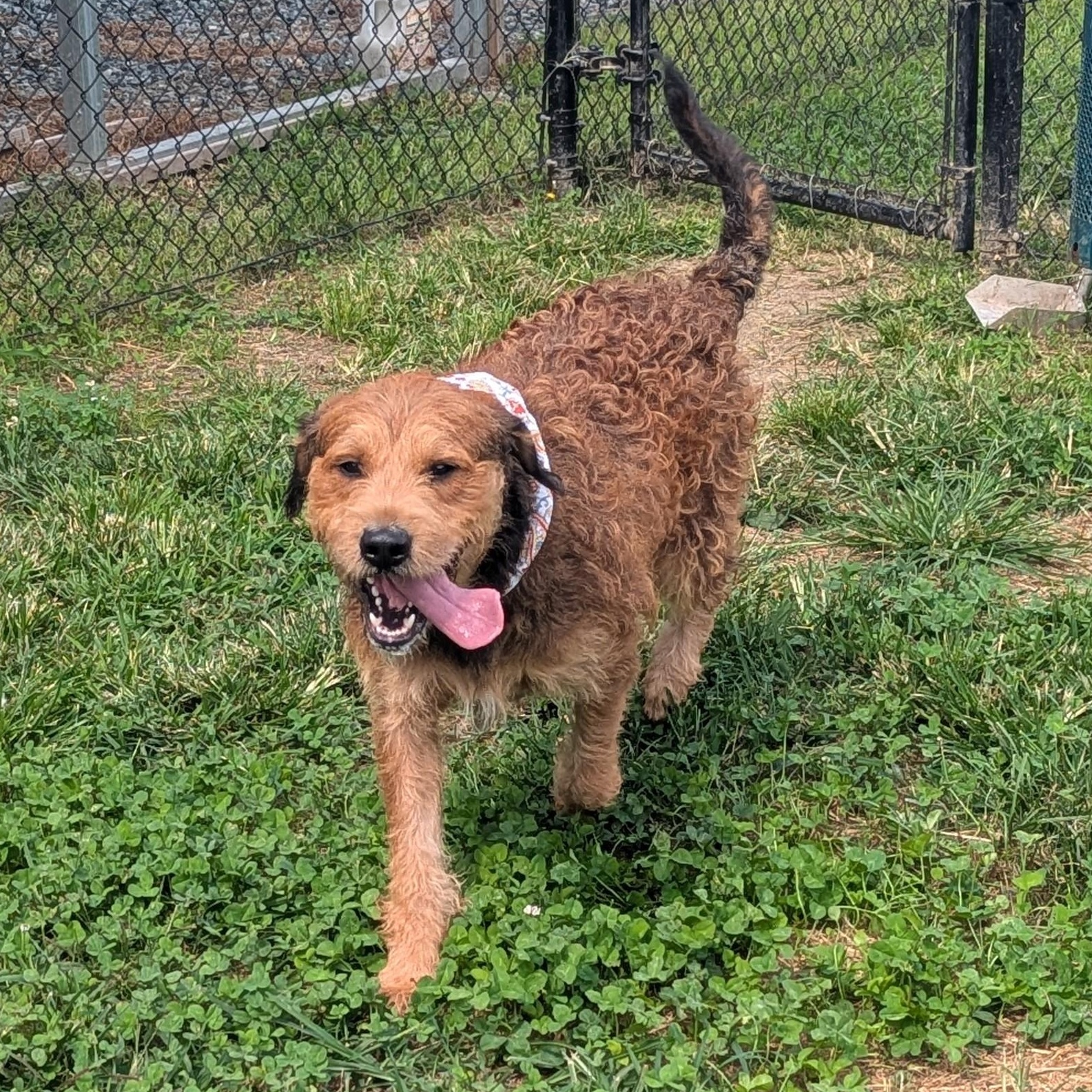 Enlarge Toffee, a ADOPTABLE Welsh Terrier in Stafford, VA image 6/6