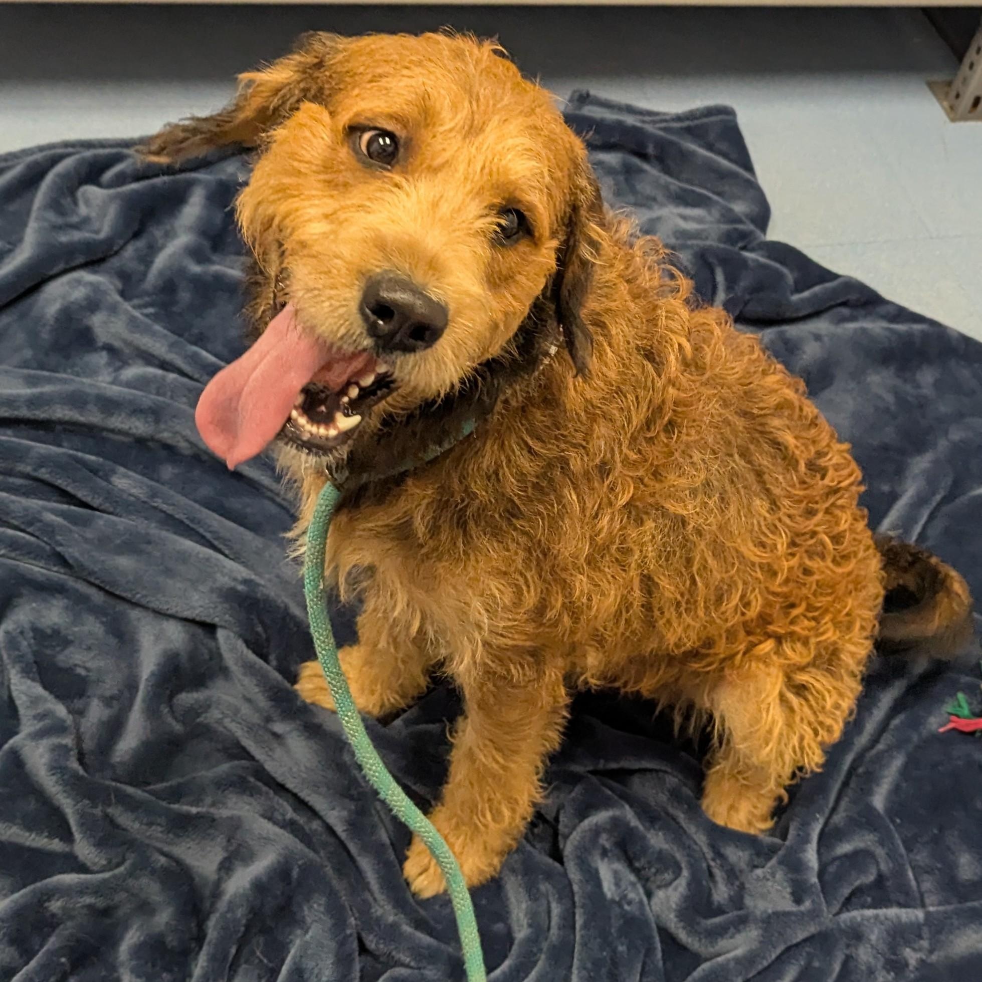 Enlarge Toffee, a ADOPTABLE Welsh Terrier in Stafford, VA image 2/6