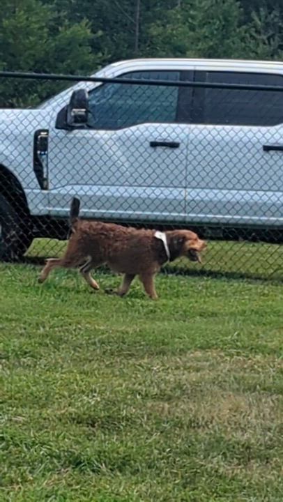 Enlarge Toffee, a ADOPTABLE Welsh Terrier in Stafford, VA video 4/6