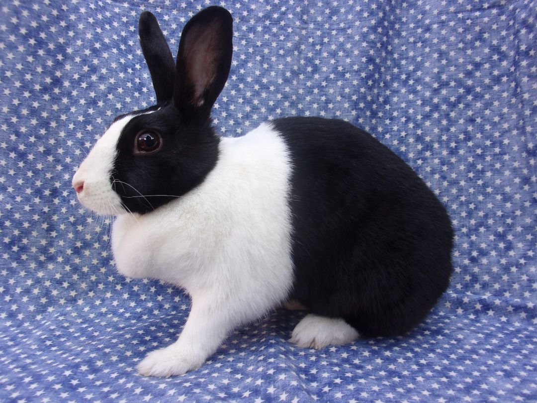 Florence, Adoptable, Adult Female Dutch.