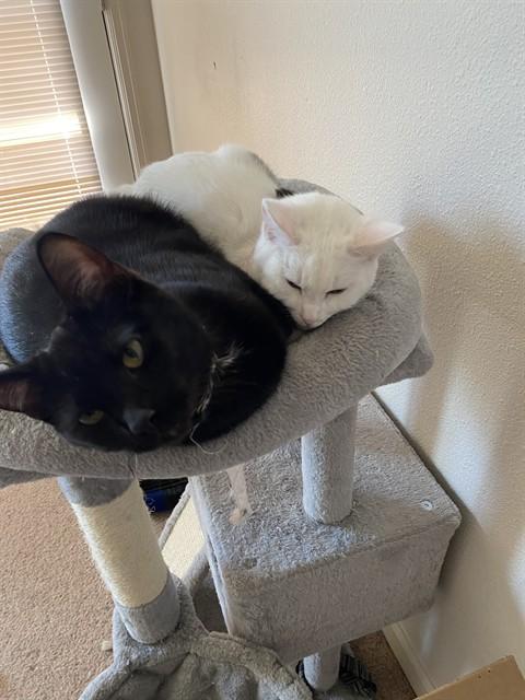 CELESTIA, Adoptable, Young Female Domestic Short Hair.