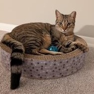 Enlarge Simona, an adopted Domestic Short Hair in Rockville, MD image 1/1