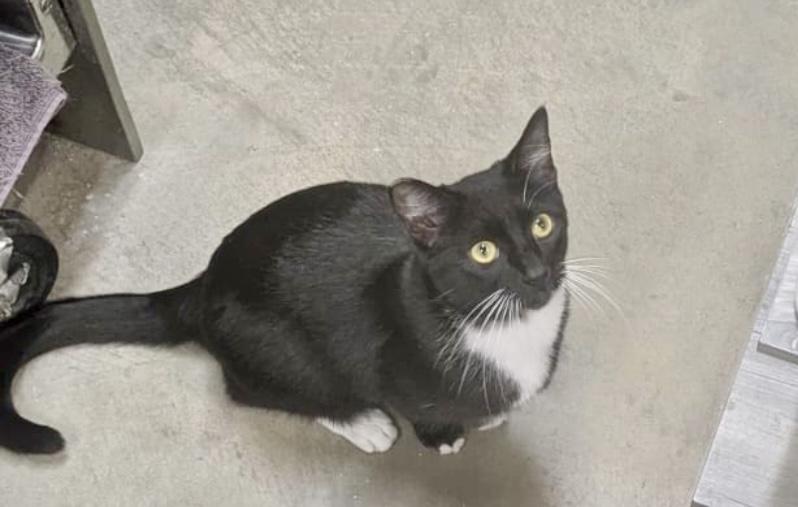 Minerva ~ Male Kitty, Young Male unknown