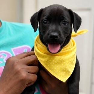 Tessa, adoptable, Puppy Female Labrador Retriever & Rottweiler.