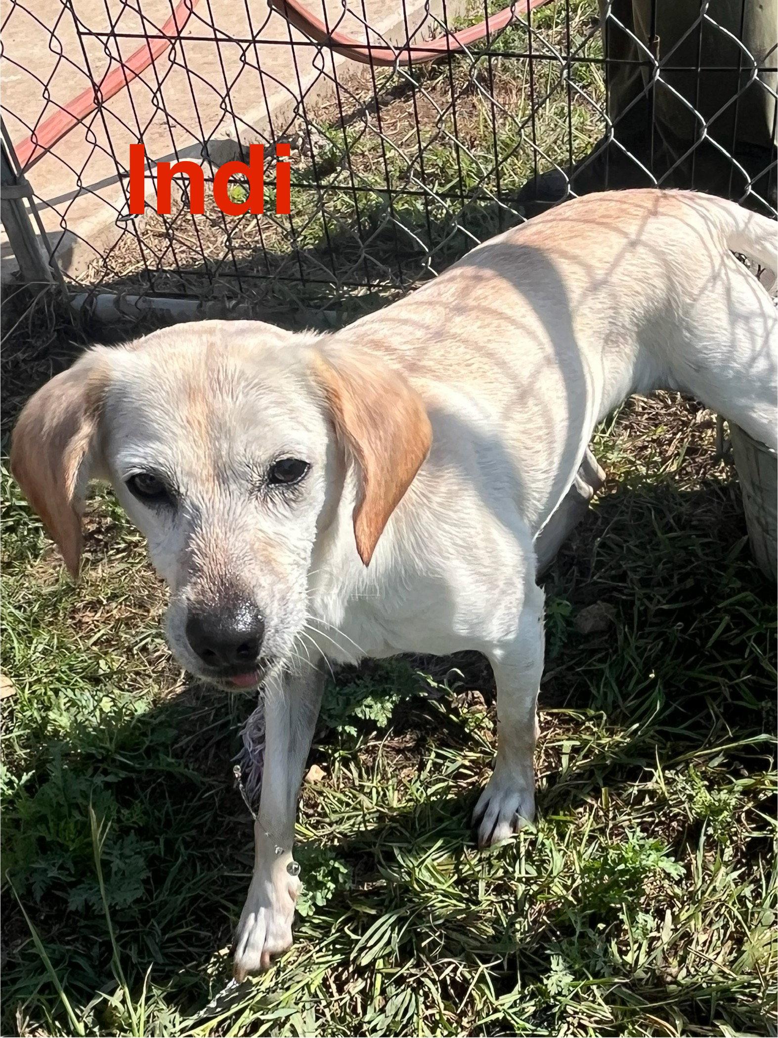 Indi, Adoptable, Adult Female Labrador Retriever & Beagle.