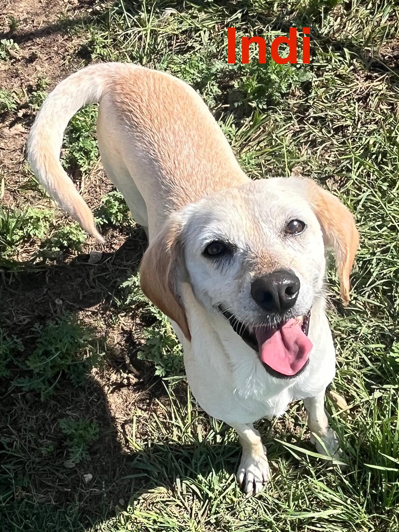 Enlarge Indi, a Adoptable mixed breed in Pipe Creek, TX image 2/3