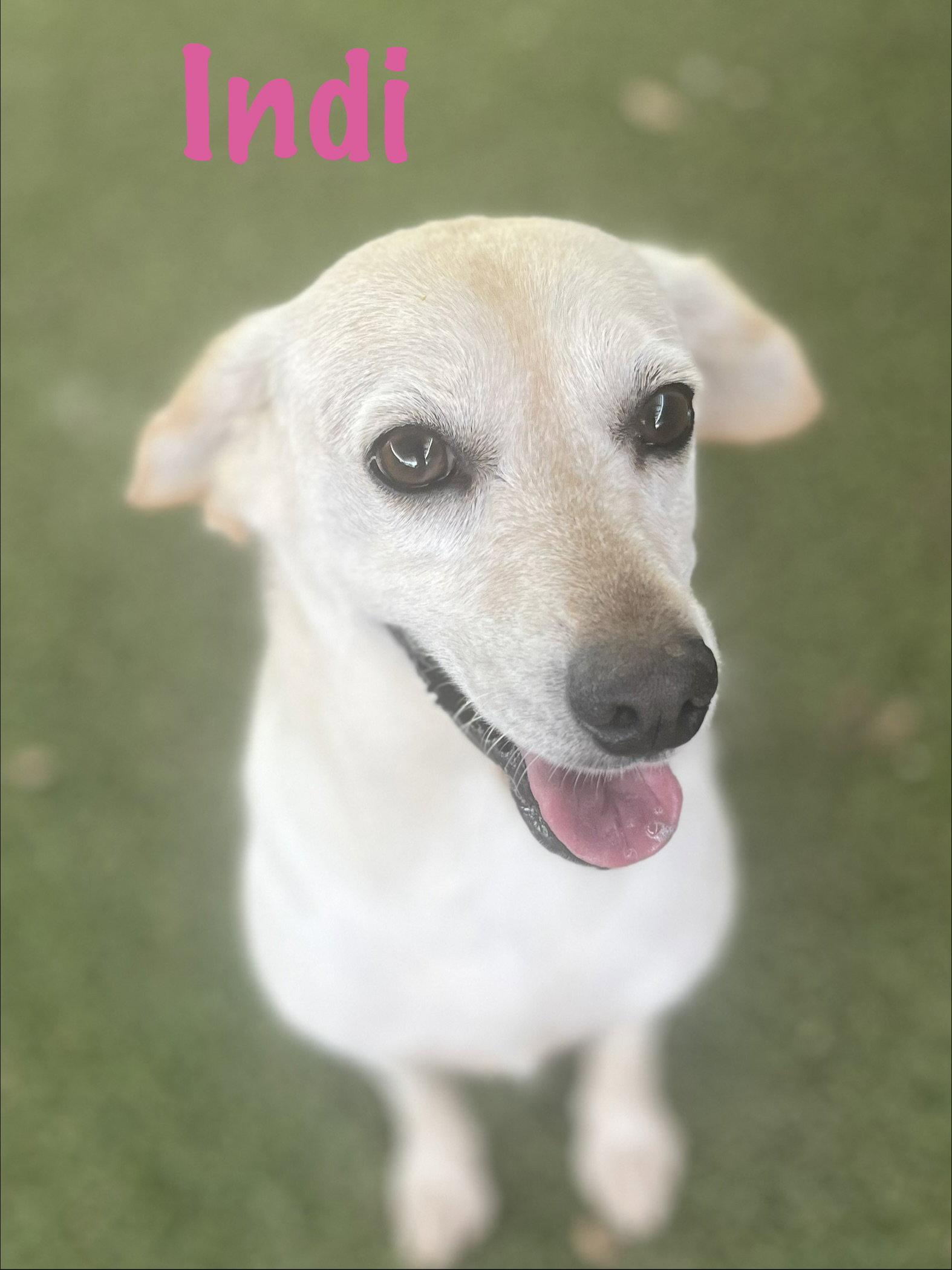Enlarge Indi, a Adoptable mixed breed in Pipe Creek, TX image 3/3