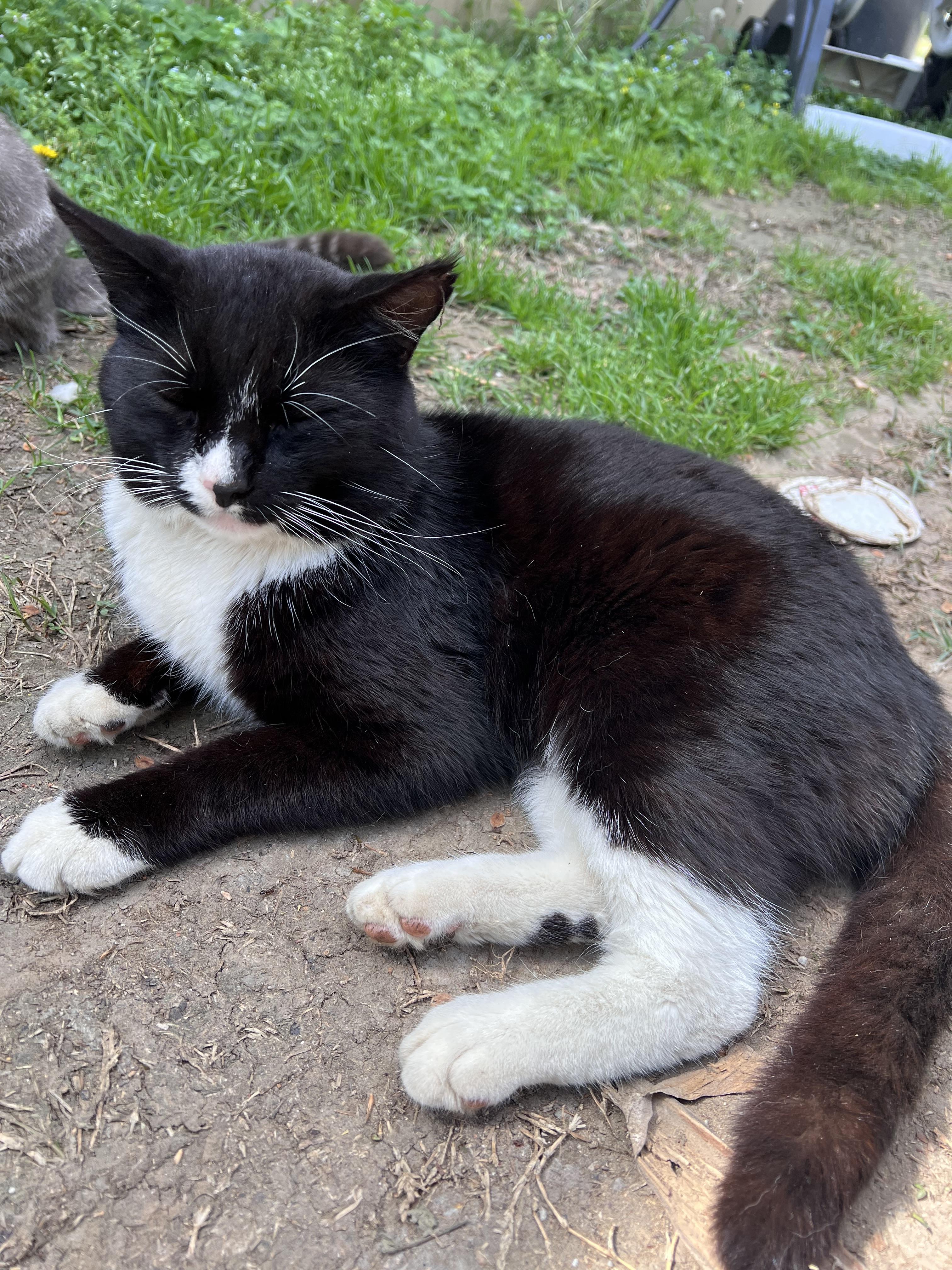Jules, Adoptable, Young Male Domestic Short Hair.