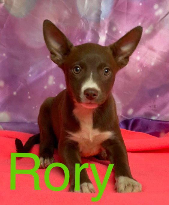 Rory, ADOPTABLE, Puppy • Female, Australian Kelpie.