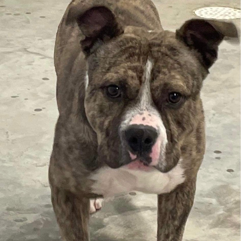 Bruno, Adoptable, Adult Male American Staffordshire Terrier.