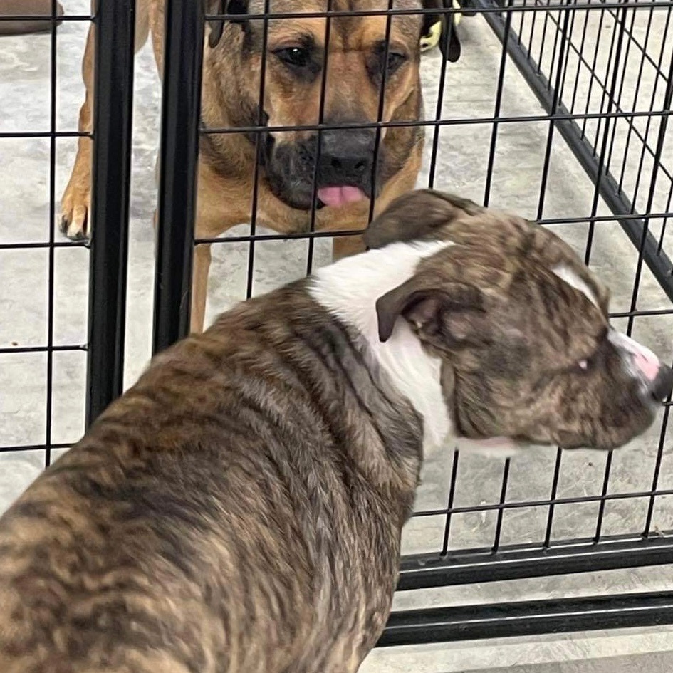 Bruno, a Adoptable mixed breed image 2/6