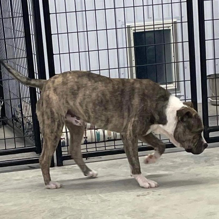 Bruno, a Adoptable mixed breed image 3/6