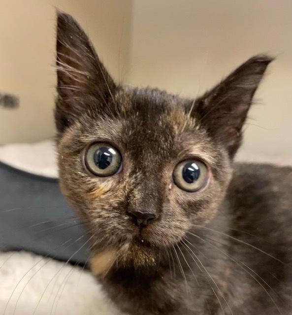 Enlarge Anastasia, a Adopted mixed breed in San Leon, TX image 1/1