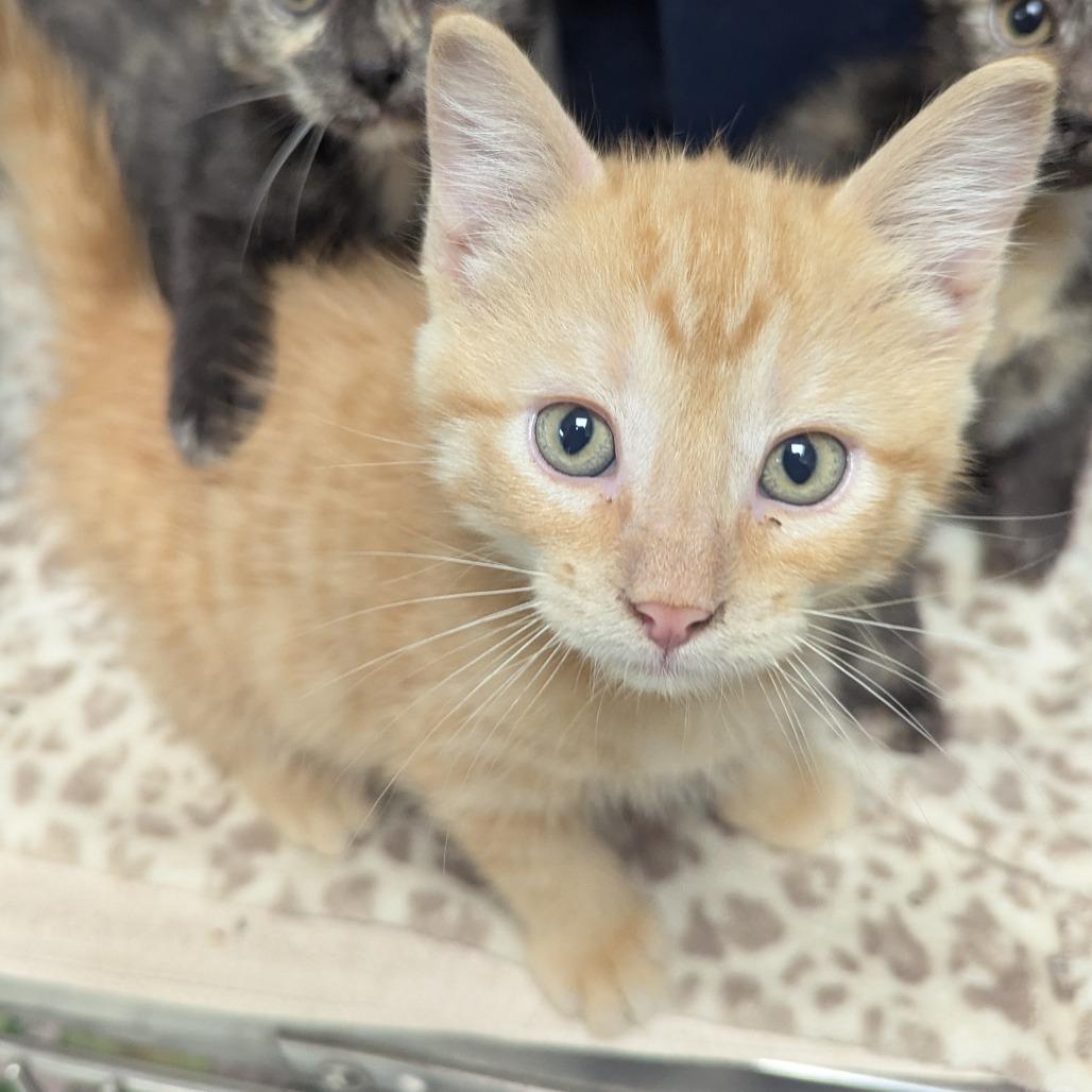 Enlarge Leo, a Adoptable Domestic Short Hair in Evansville, IN image 1/1