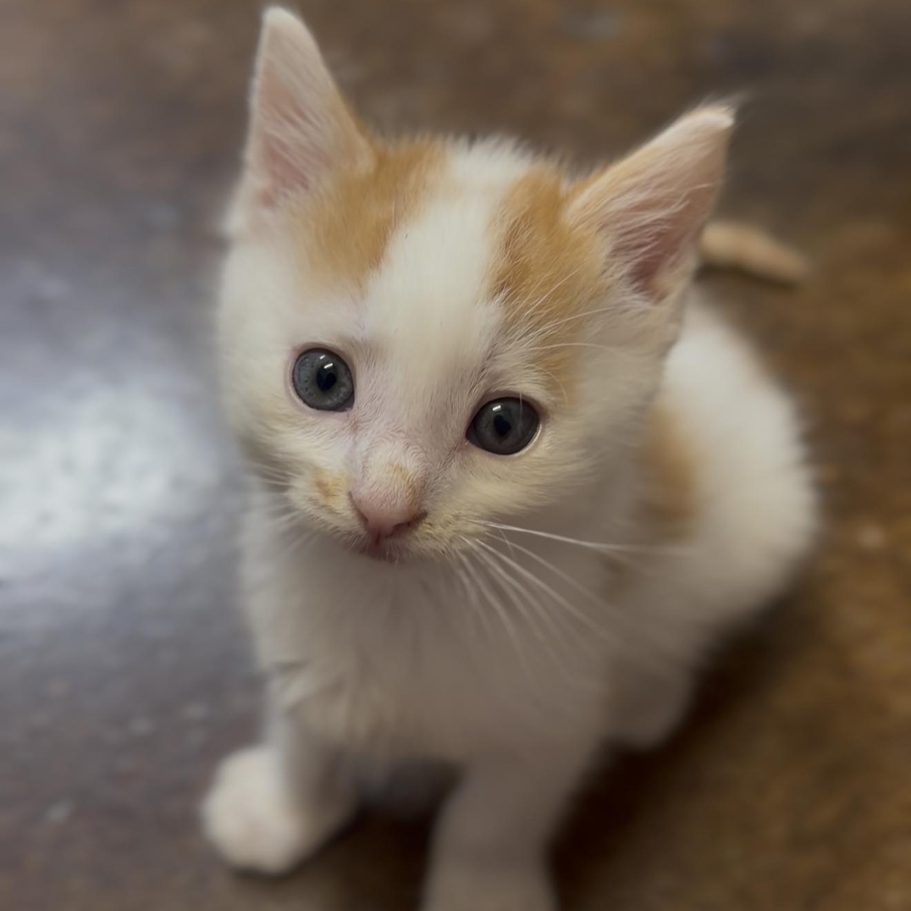 Mike Tyson, an adopted Domestic Short Hair in Birmingham, AL image 2/4