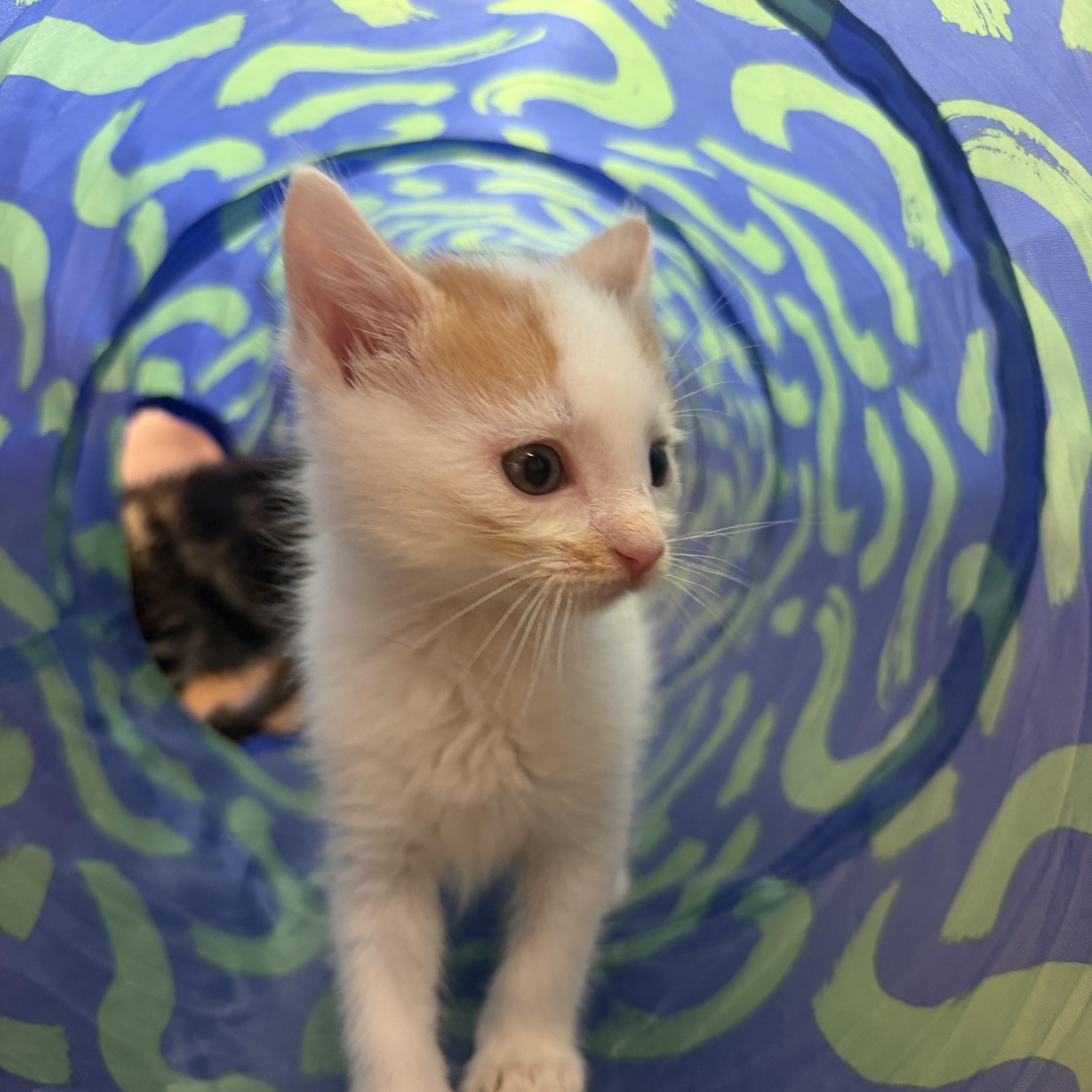 Mike Tyson, an adopted Domestic Short Hair in Birmingham, AL image 3/4