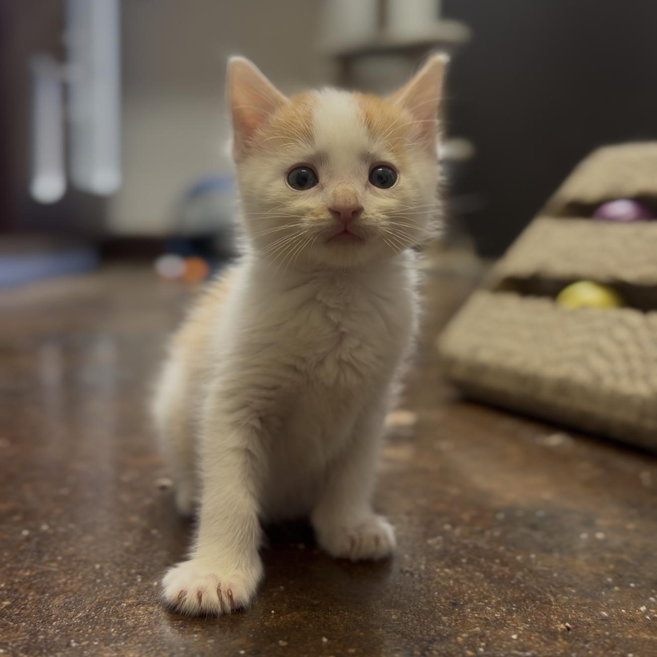 Mike Tyson, adopted, Kitten Male Domestic Short Hair.