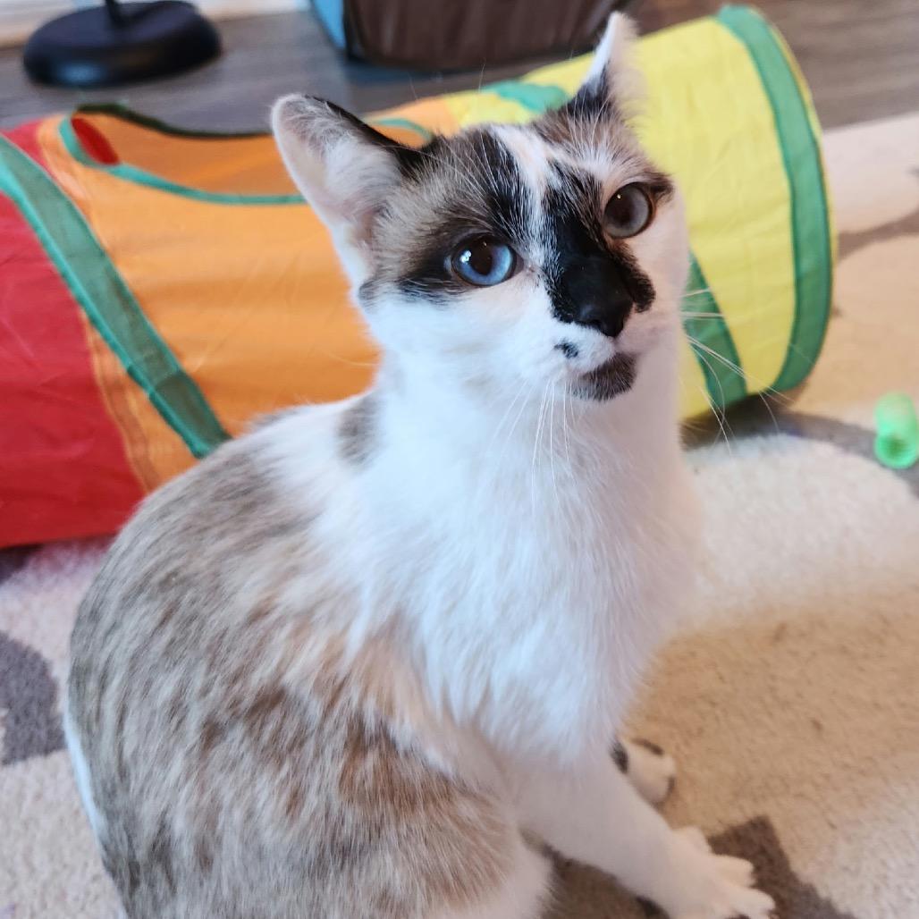 Blondie, a Adoptable mixed breed in La Grange, KY image 1/5