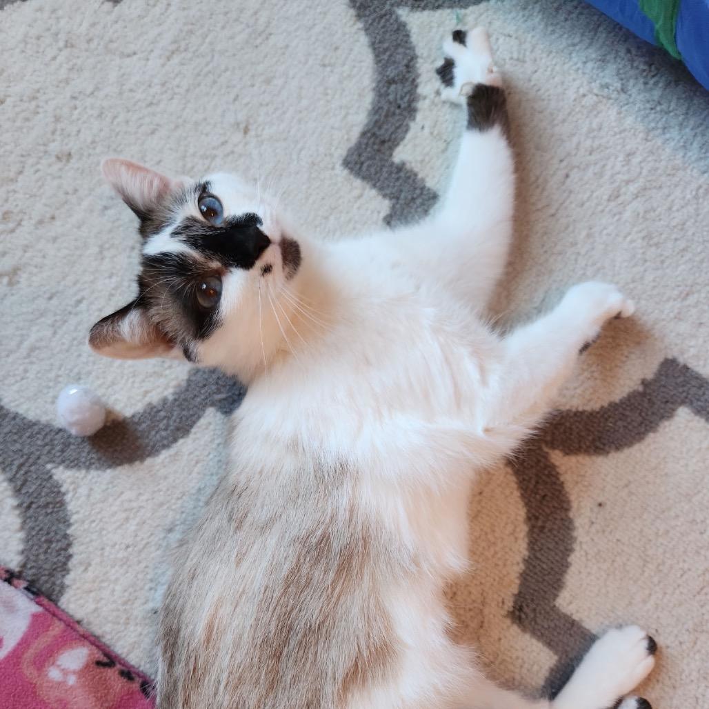 Blondie, a Adoptable mixed breed in La Grange, KY image 4/5