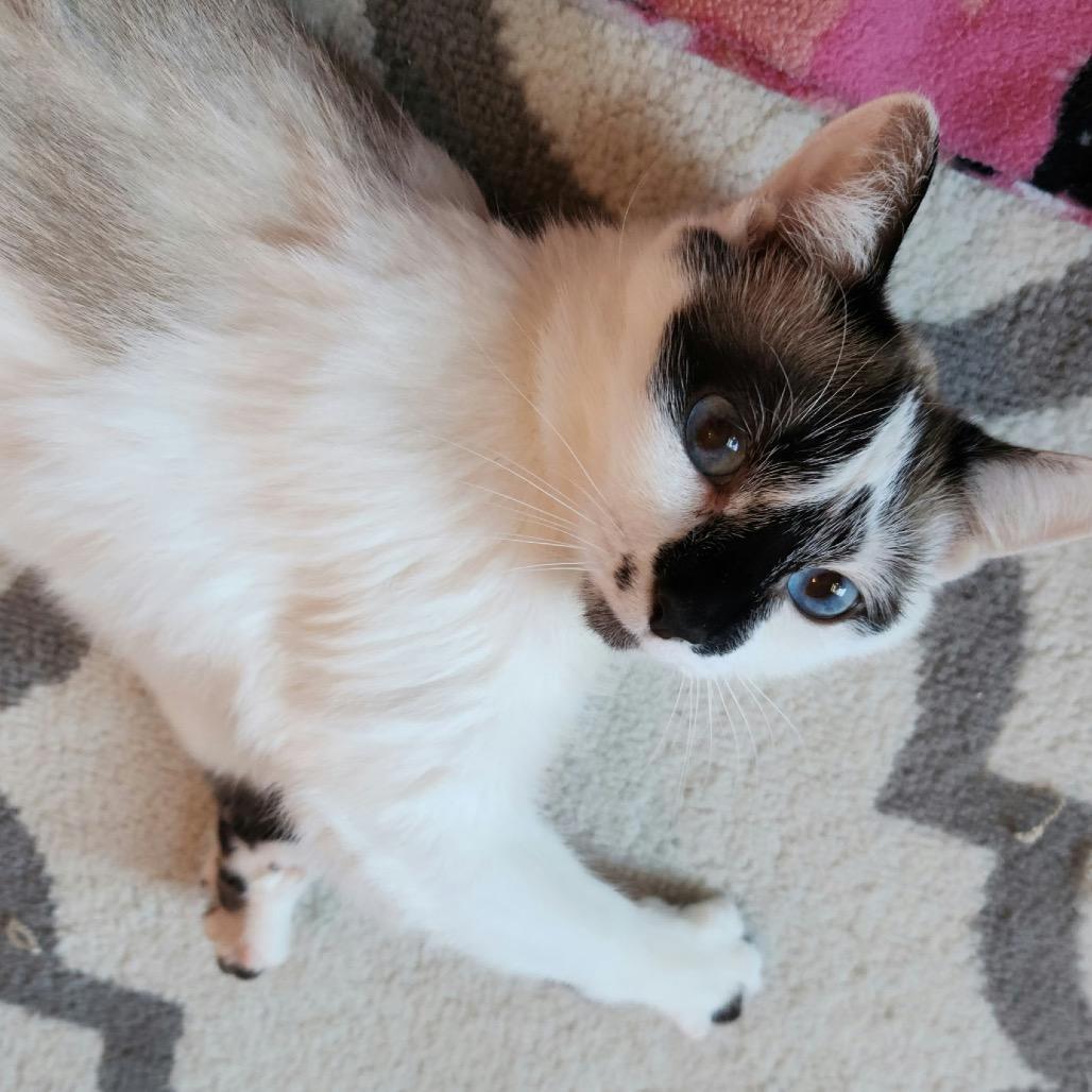 Blondie, a Adoptable mixed breed in La Grange, KY image 5/5