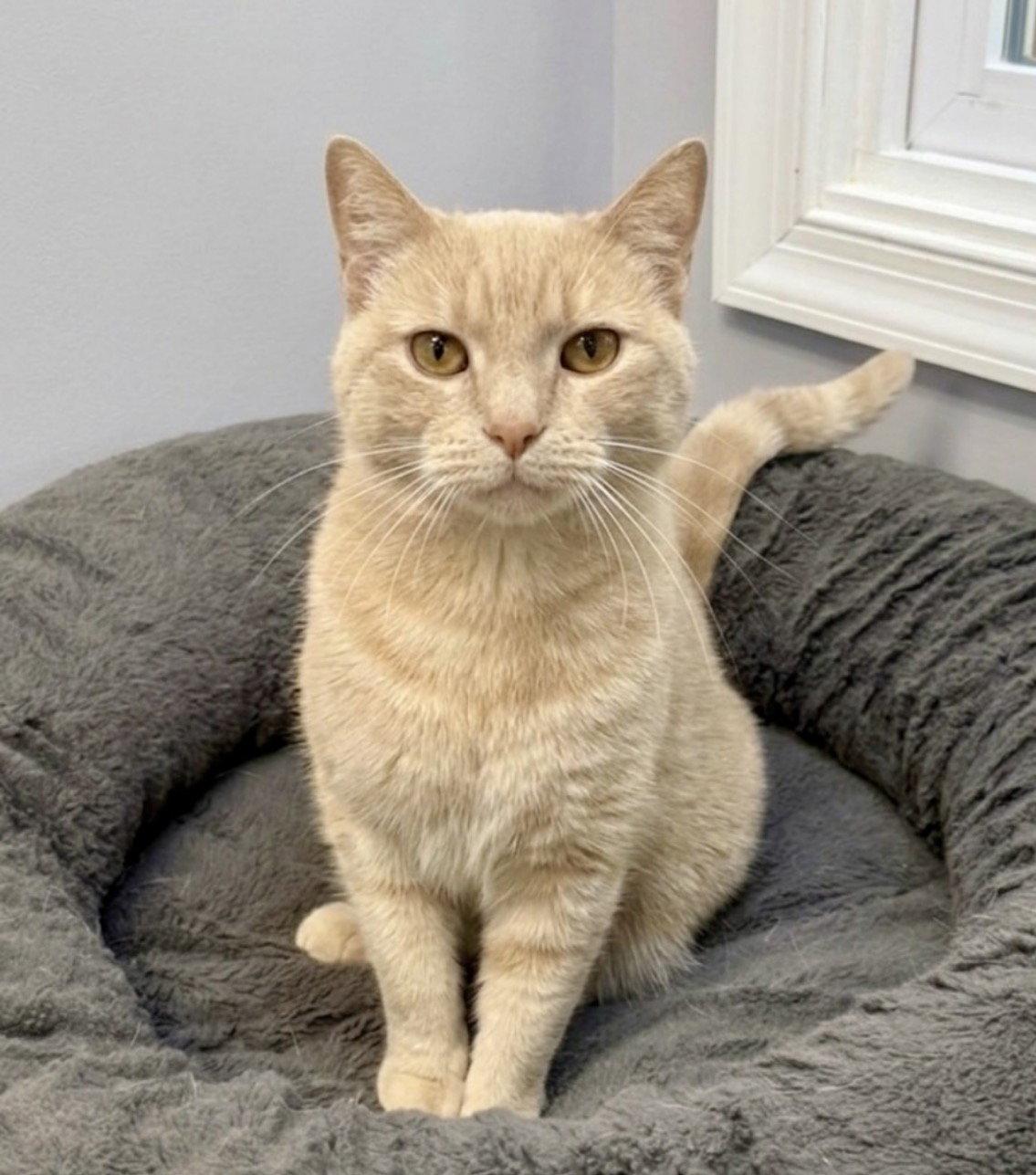 Cagney, Adoptable, Adult Female Domestic Short Hair.