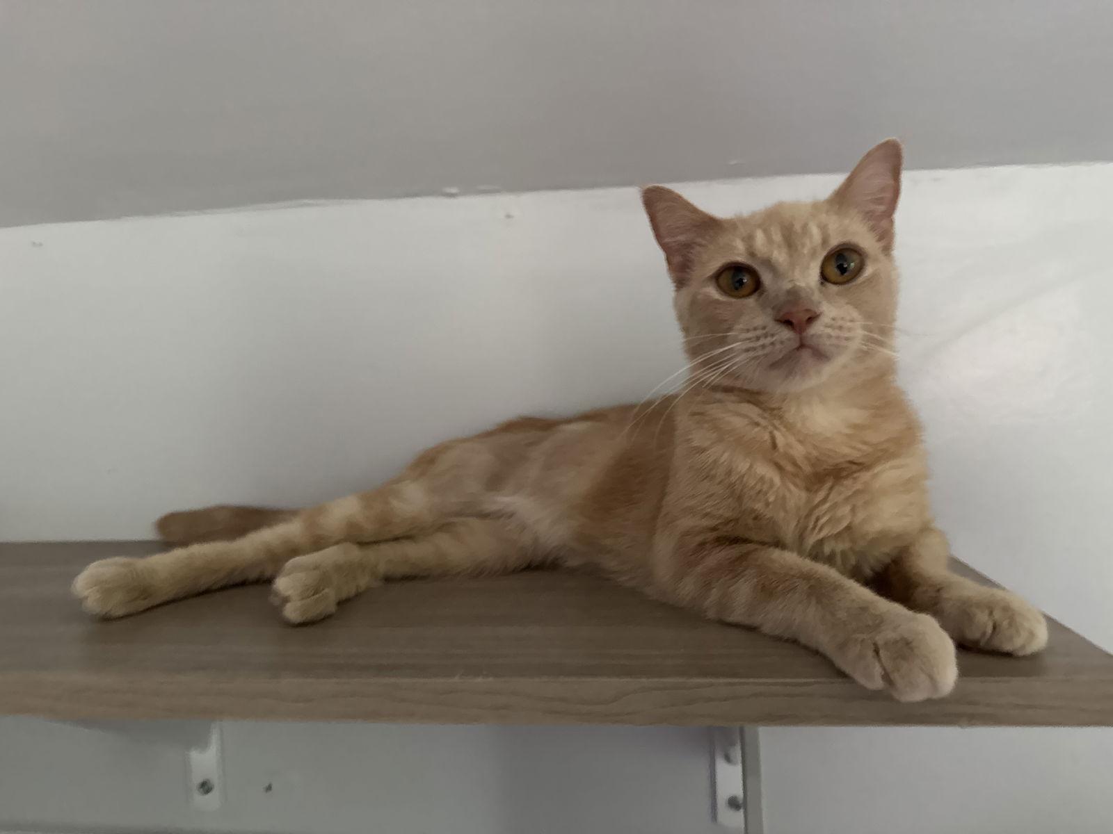 Cagney, Adoptable, Adult Female Domestic Short Hair.