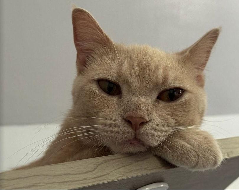 Enlarge Cagney, a Adoptable Domestic Short Hair in Newtown Square, PA image 1/3