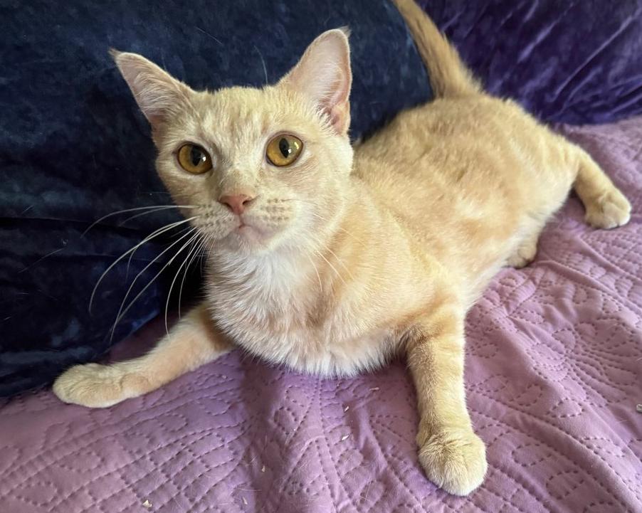 Enlarge Cagney, a Adoptable Domestic Short Hair in Newtown Square, PA image 3/3