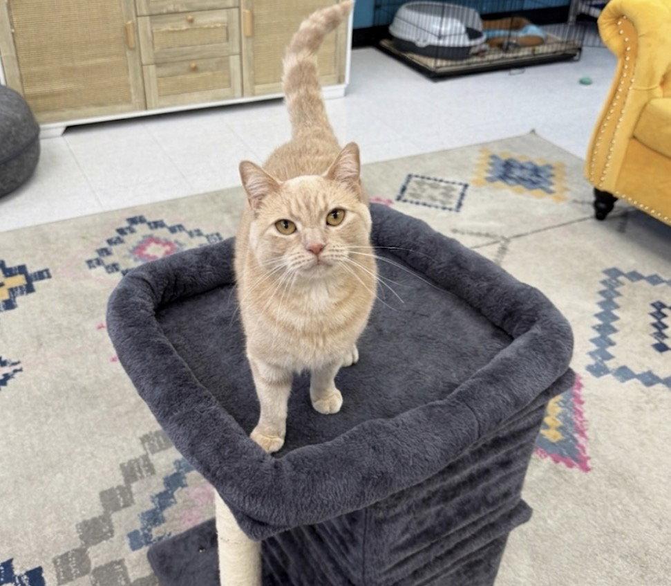 Enlarge Cagney, a Adoptable Domestic Short Hair in Newtown Square, PA image 2/3