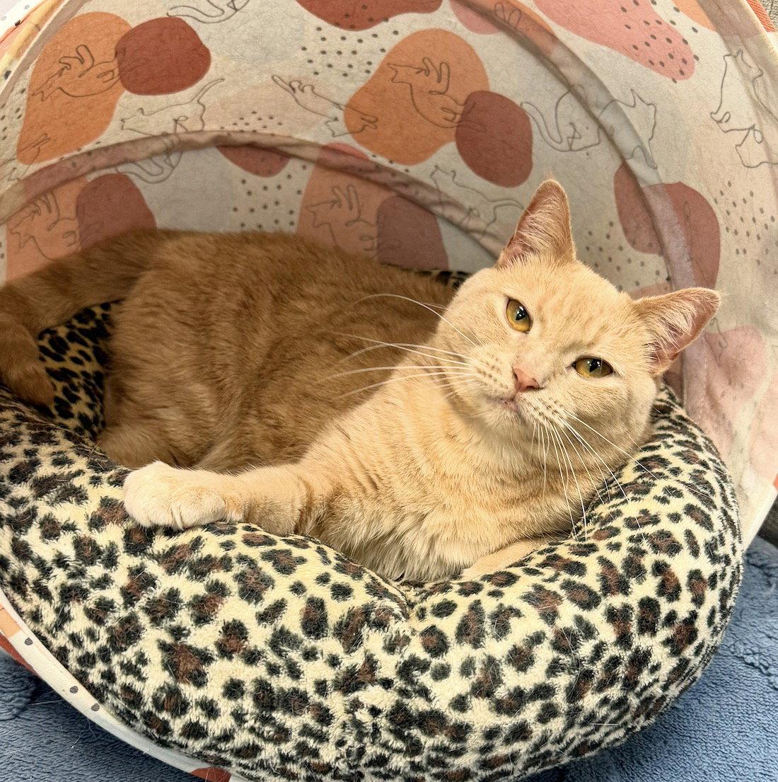 Enlarge Cagney, a Adoptable Domestic Short Hair in Newtown Square, PA image 3/3