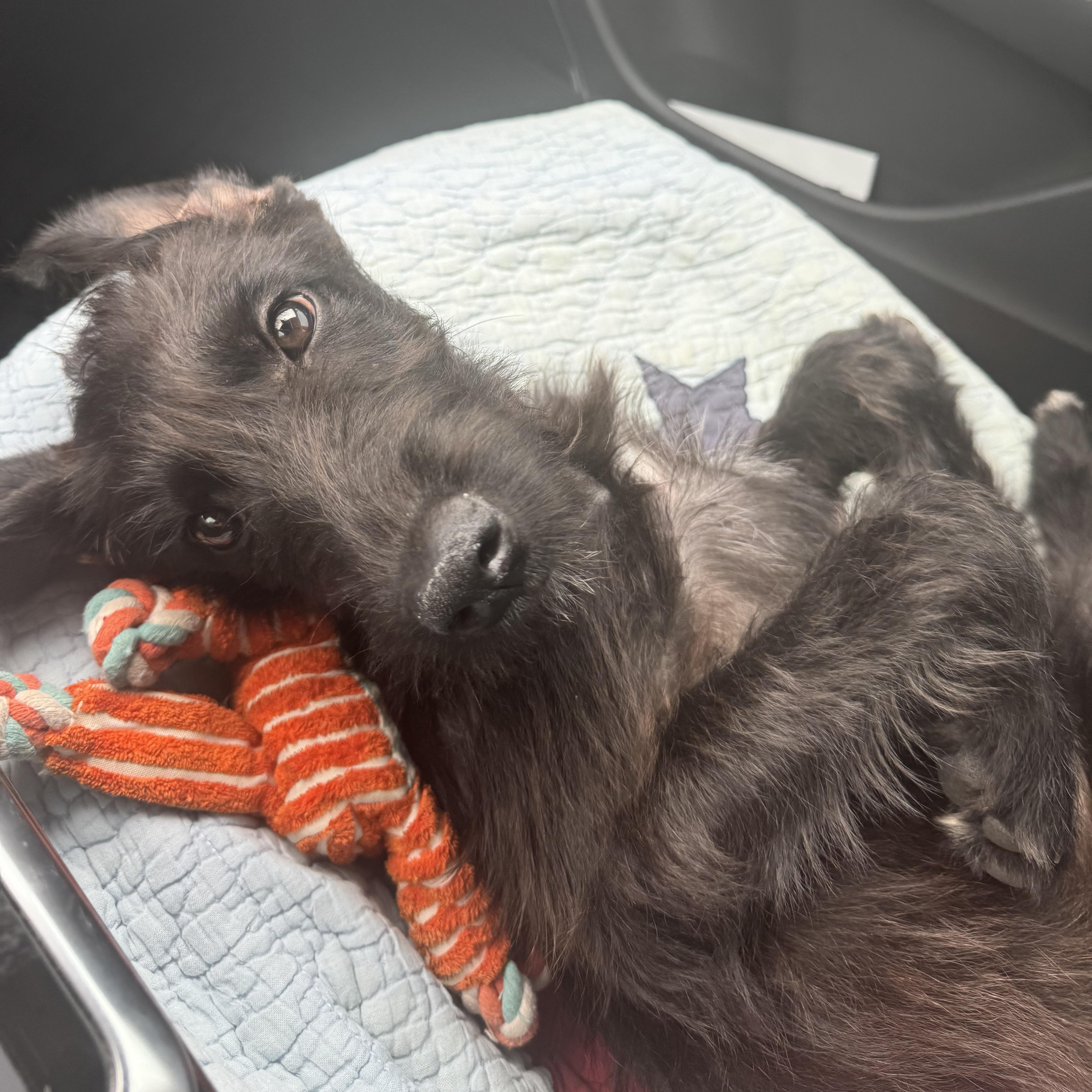 Dog for adoption Cricket Ladybug Skeeter adorable lab schnauzer