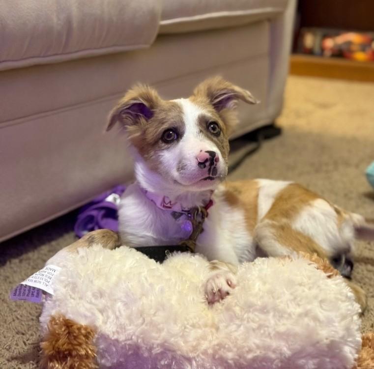 Stellae , a ADOPTABLE Border Collie in Houston, TX image 5/5