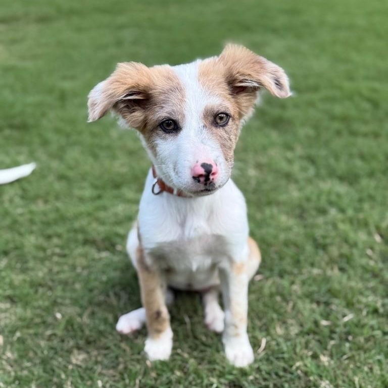 Stellae , a ADOPTABLE Border Collie in Houston, TX image 2/5