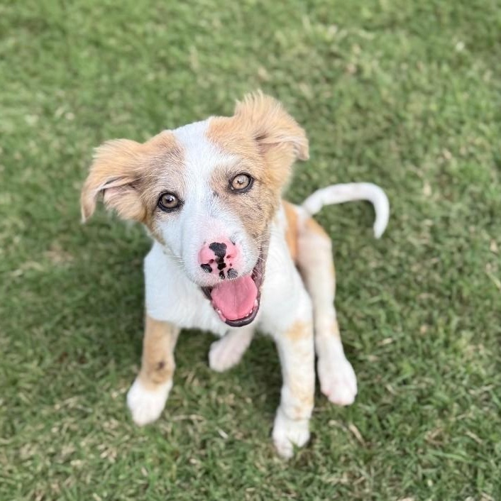 Stellae , a ADOPTABLE Border Collie in Houston, TX image 3/5