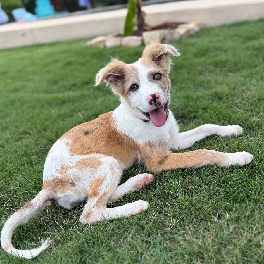 Stellae , a ADOPTABLE Border Collie in Houston, TX image 1/5