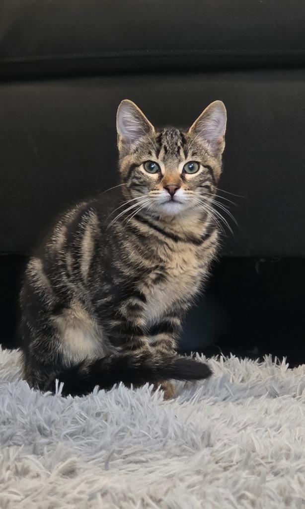 Gyro, a Adoptable mixed breed in Miami, OK image 2/5
